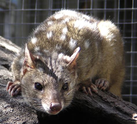 Western Quoll Wikipedia The Free Encyclopedia Quoll Australian