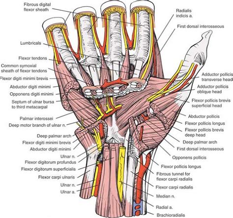 Hand Thenar Muscle Anatomy