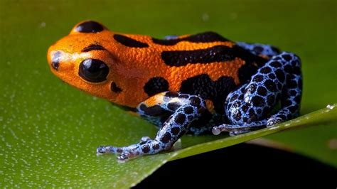 Poison Dart Frog Ranas Venenosas De Dardo Reptiles Y Anfibios Ranas