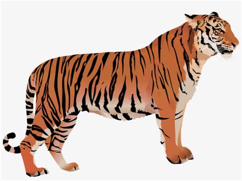 Details 200 Tiger Transparent Background Abzlocalmx