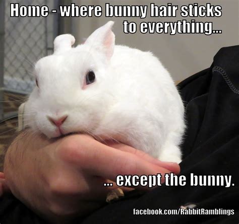 Rabbit Ramblings Funny Bunny Memes