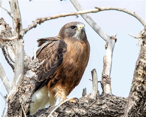 18 Magnificent Types Of Hawks And Where To Find Them