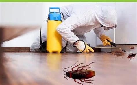 How To Control Cockroaches Effectively Newstar Pest Control