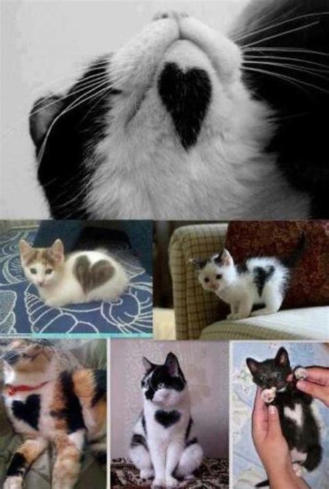 Animals With Heart Marking Pictures Photos And Images For Facebook