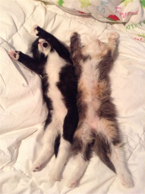 photo of rescued kittens captures cats in adorable hip hip hooray pose huffpost