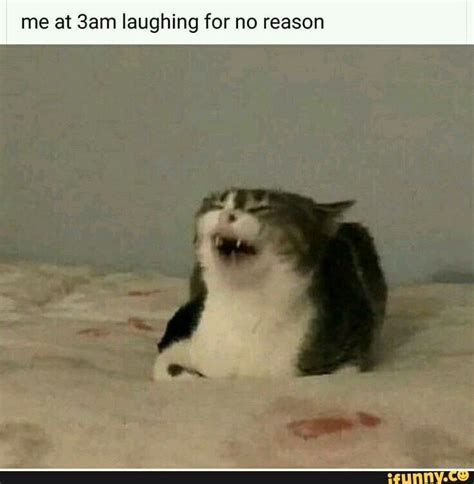 View 10 Laughing Cat Memes Replacescoukpics
