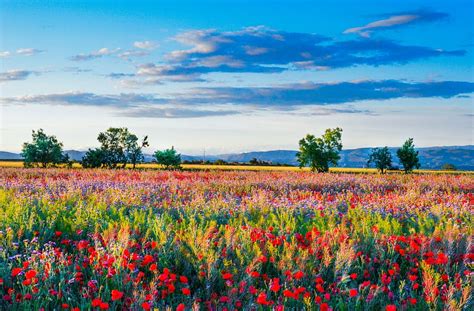 Assorted Color Flower Field Daytime Wild Flowers Field Of Poppies