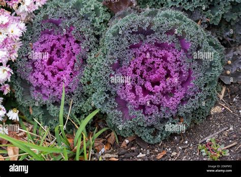 Purple Nagoya Red Or Nagoya Rose Ornamental Flowering Kale Brassica