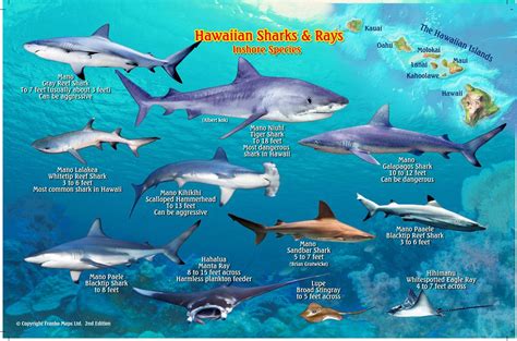 Hawaiian Sharks & Rays Card – Franko Maps