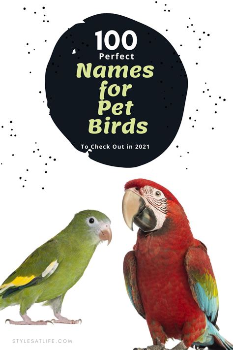 100 Perfect Names For Pet Birds To Check Out In 2022 Cute Pet Names