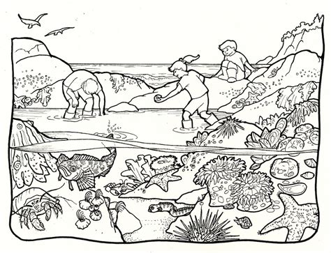 We have collected 39+ pool coloring page images of various designs for you to color. Tide pools clipart - Clipground