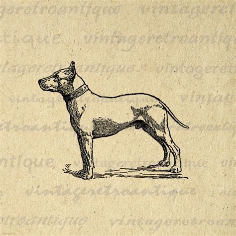 Printable Graphic Bull Terrier Dog Illustration Dog Digital Image