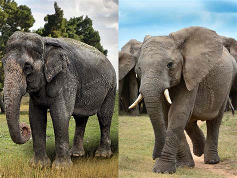 asian and african elephants can be differentiated most easily by their ears their head shape