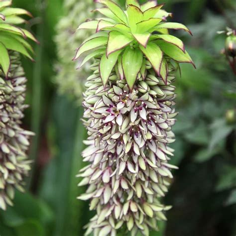 Buy Pineapple Lily Bulbs Eucomis Bicolor £199 Delivery By Crocus