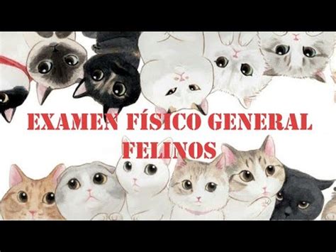 Examen Físico General Felinos YouTube