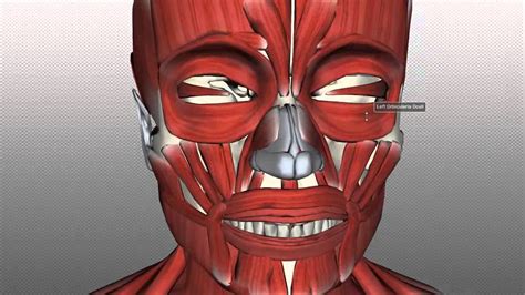 Muscles Of Facial Expression Anatomy Tutorial Part 1 Youtube