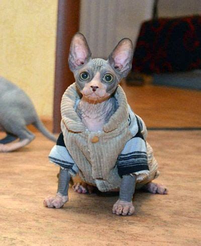 If you have a sphynx you know how this goes. Cute Sphynx Cat Clothes How to care for a hairless cat ...