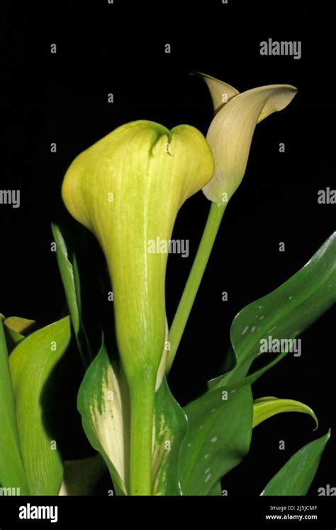 Yellow Arum Lily Stock Photo Alamy