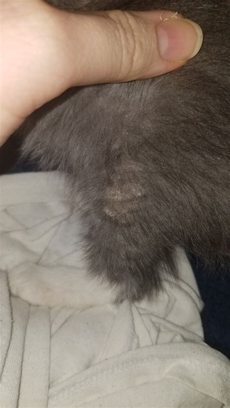 Help Cat Lovers 7 Week Old Kittens With Crusty Bumps Thecatsite