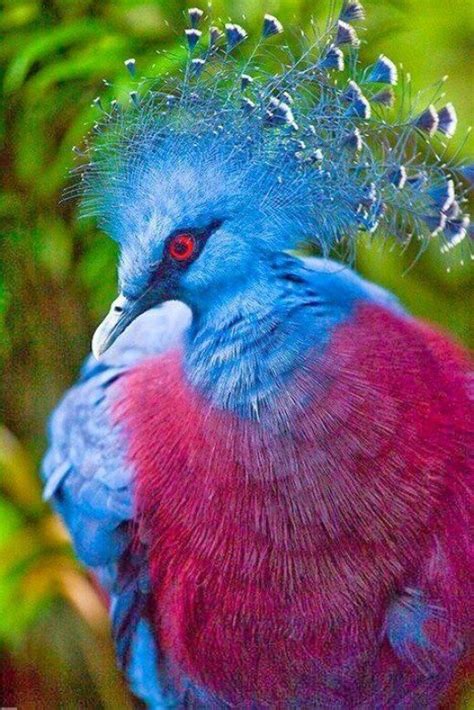 Most Stunning And Beautiful Birds In The World To Make Your Day Do