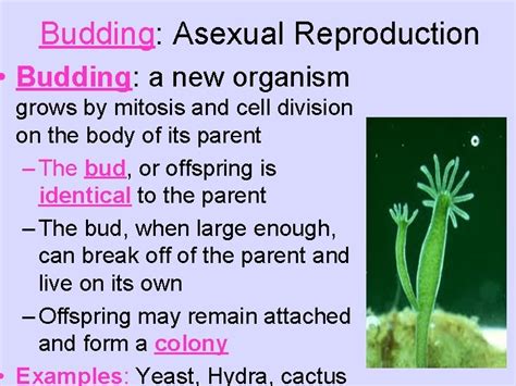 Methods Of Reproduction Sexual And Asexual Reproduction Reflection