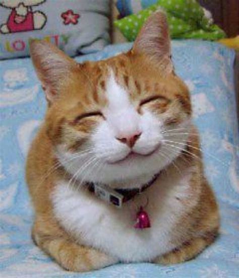 Cute Huh Smiling Cat Smiling Animals Cats