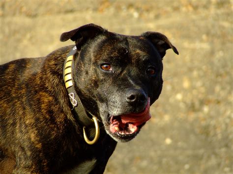 It originated in the black country of the english midlands. File:Staffordshire Bull Terrier brindle portrait.jpg ...