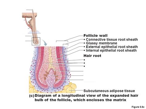 Hair Structure Diagram Quizlet