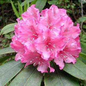 Cooperative extension, which staffs local offices in all 100 counties and with the eastern band of cherokee indians. Washington State Flower, Coast Rhododendron (Rhododendron ...
