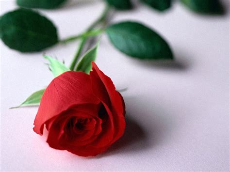 Gambar Bunga Mawar Merah Yang Indah Rosas Lindas Papel De Parede
