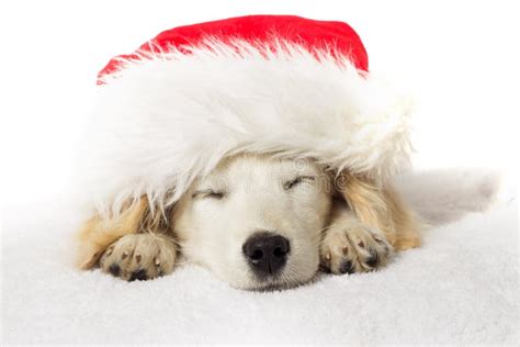 Christmas Labrador Puppy Sleeping Stock Image Image Of Pets Portrait