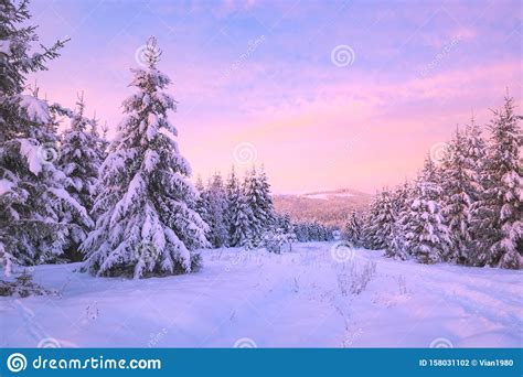 Wild Alpine Forest Covered With Fresh Snow Stock Photo Image Of Park