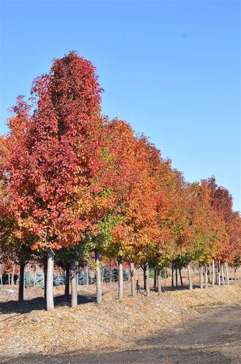 Pear Cleveland Flowering Creekside Tree Nursery