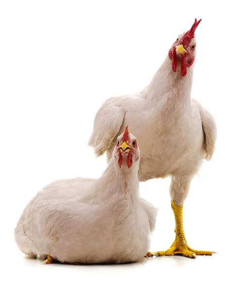 New Research Holds Potential To Halt The Bird Flu Virus In Chickens