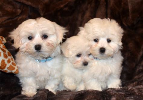 *if you are allergic to dogs, please only schedule one puppy for your appointment. Lovely MALTESE puppies for sale! | London, West London ...