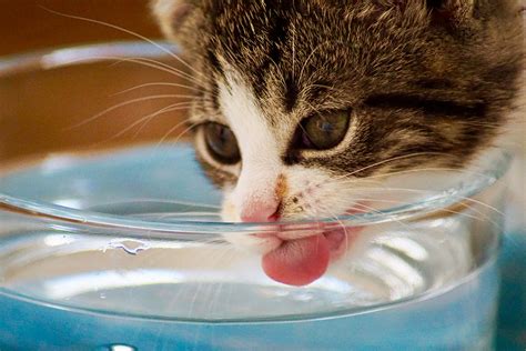 The Importance Of Drinking Water For Cats Australian Cat Lover