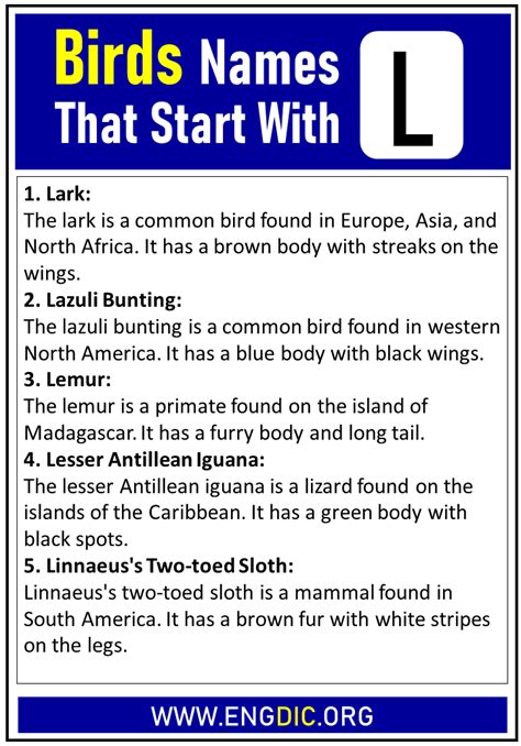 100 Birds Names That Start With L Engdic