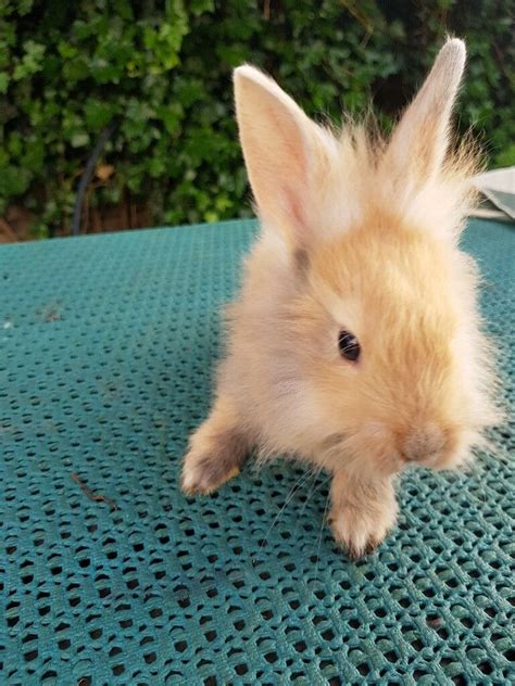 Very Cute Mixed Breed Baby Bunnies For Sale In Hounslow London Gumtree