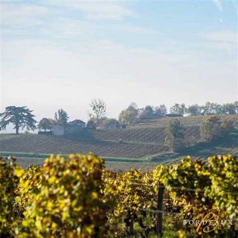 Cup sauterne white wine (if you can't find use rhine). The Remarkable Scope of Sauternes | Official website ...