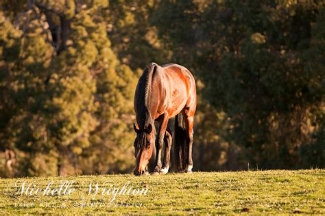 Grazing Horse At Sunset Michelle Wrighton Photography