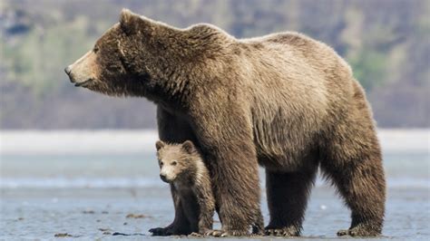 Comment Se Termine Le Film L'ours - Top 5 N°490 - Les ours - AlloCiné