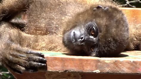 Cute Baby Monkey Taking A Sun Bath Youtube