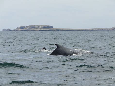 Humpback Whale Project Noah