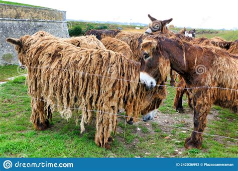 Shaggy Donkeys Stock Photo Image Of Cadanette Aequus 242036992