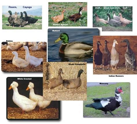 Duck Breeds And Characteristics Duck Breeds Backyard Ducks Chickens
