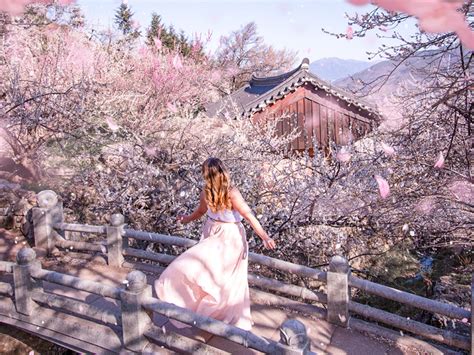 Ultimate Guide To Spring In Korea Gina Bears Blog