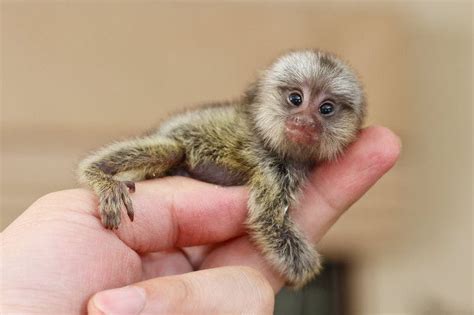 Maybe you would like to learn more about one of these? Cracking the secrets of the World's smallest monkey ...