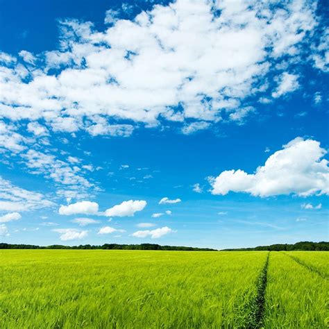 Blue Sky Green Field Hd Wallpapers By Beautiful Green Field And Blue