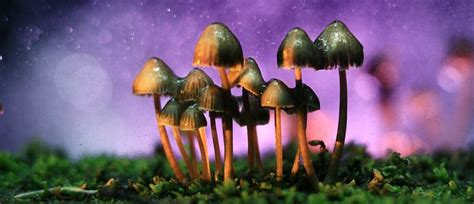 Magic Mushrooms Abuse Side Effects Detox Withdrawal And Treatment