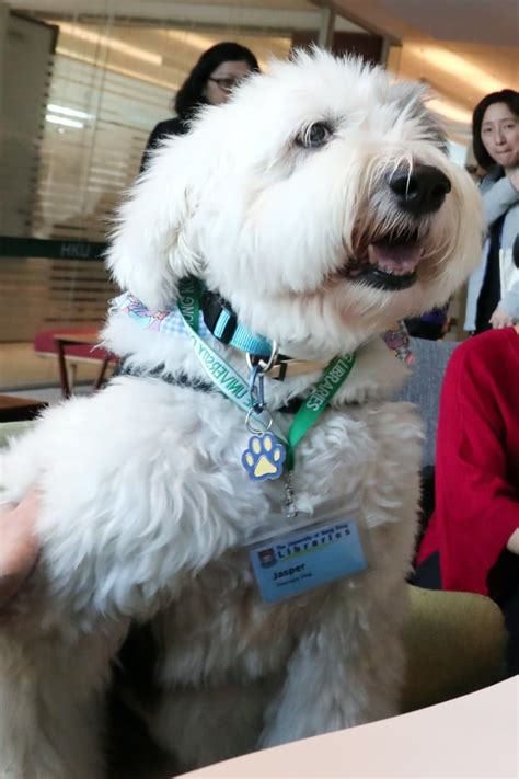 Beloved Hong Kong Therapy Dog Jasper Dies Aged 12 Yp South China